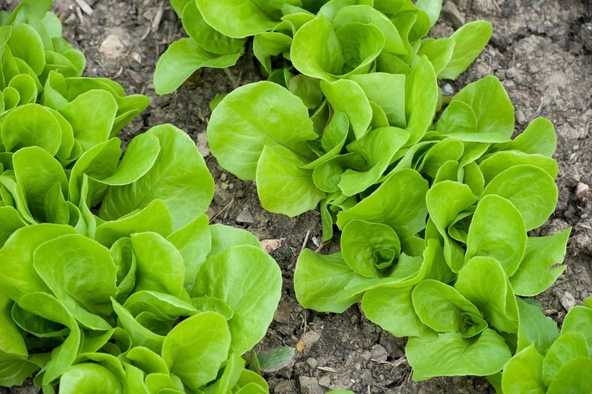 Canteiro de alface em casa: folhas crocantes e bonitas na sua mesa! 