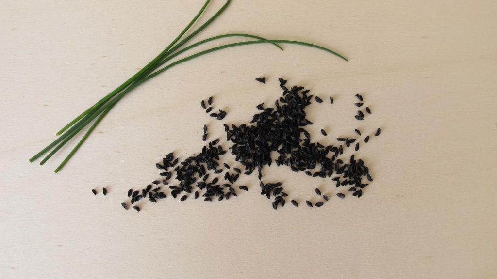 Como engrossar as folhas da cebolinha, Foto: Canva Pro.