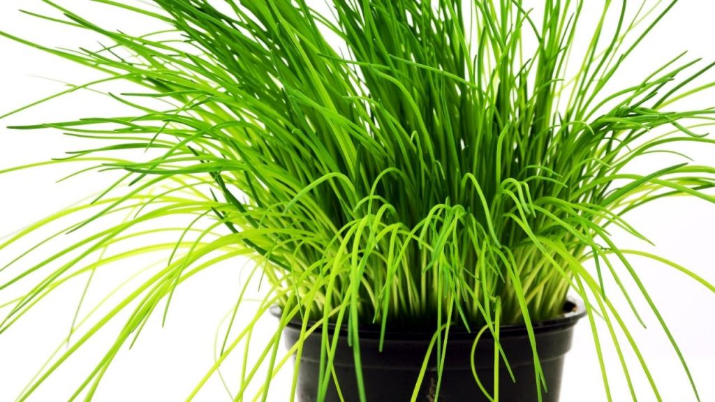 Como engrossar as folhas da cebolinha, Foto: Canva Pro.