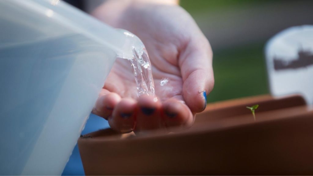 Como engrossar as folhas da cebolinha, Foto: Canva Pro.