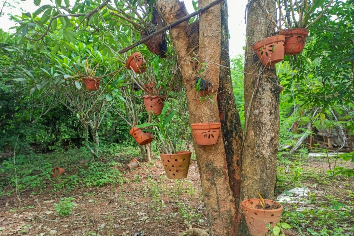Colocar as orquídeas