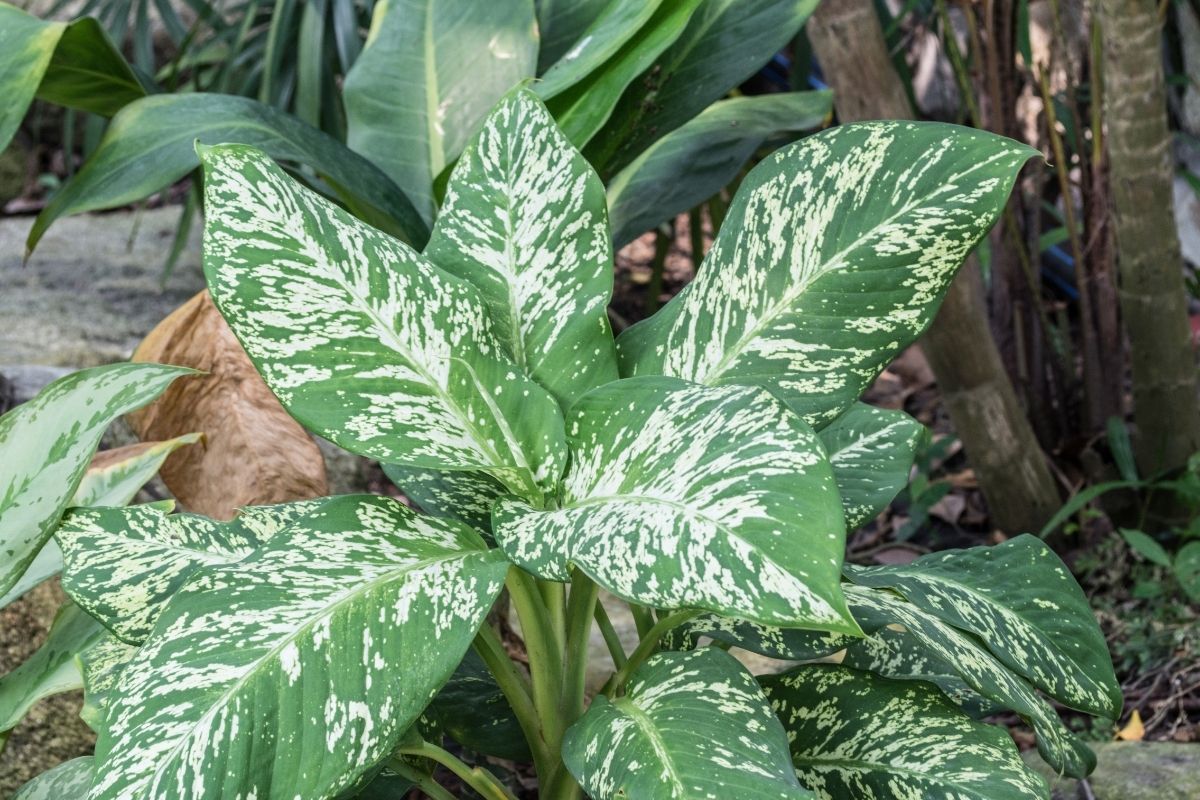 comigo-ninguém-pode - Reprodução Canva Comigo-ninguém-pode