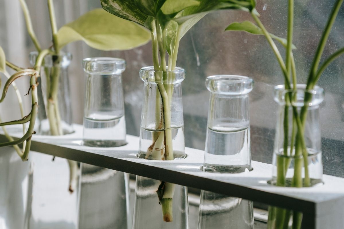 Como cultivar jiboia na água de forma fácil e econômica