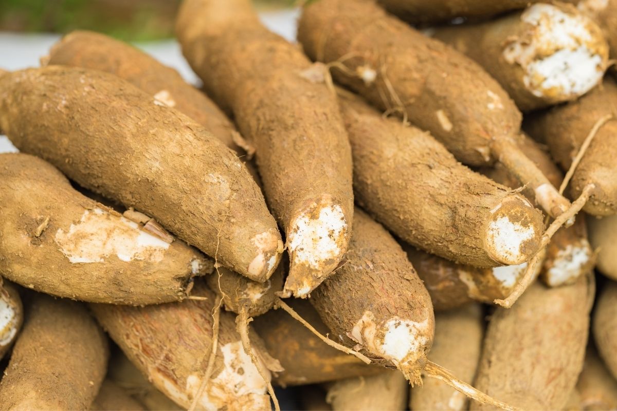 Como escolher mandioca