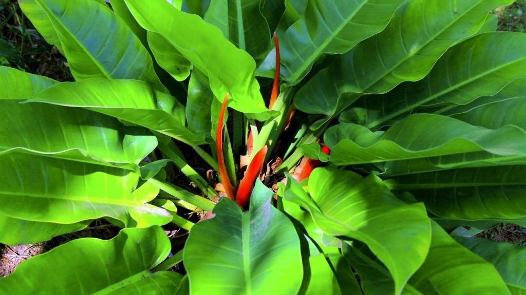 Como manter os cuidados e a preservação do Pacová, Foto: Canva Pro.