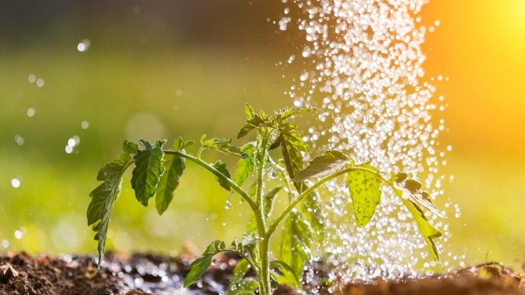 Como manter os cuidados e a preservação do Pacová, Foto: Canva Pro.