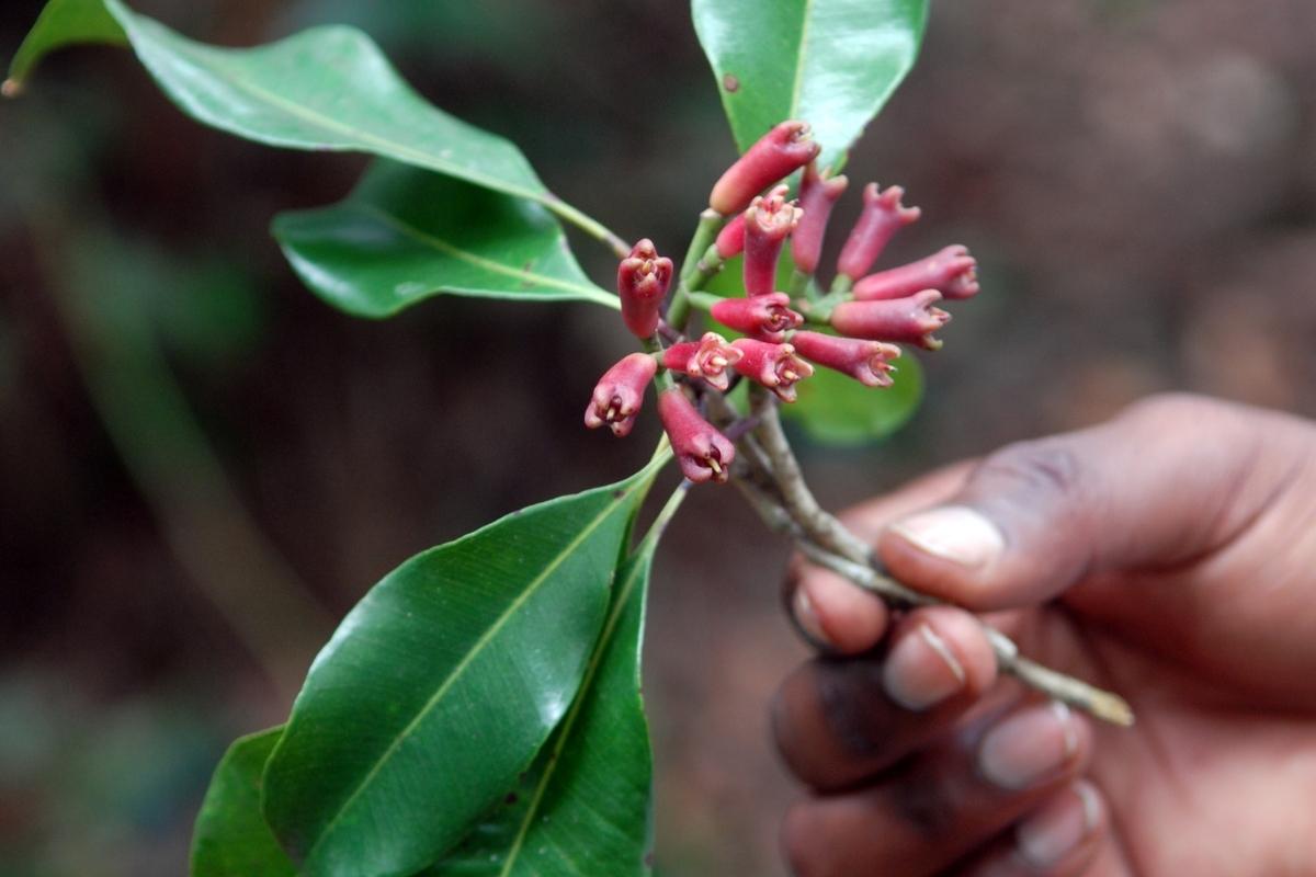 Como cultivar Cravo-da-Índia na sua casa de forma fácil e sem erro