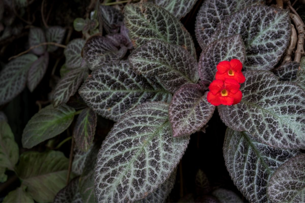 Cultivando facilmente o tapete de rainha; aprenda!