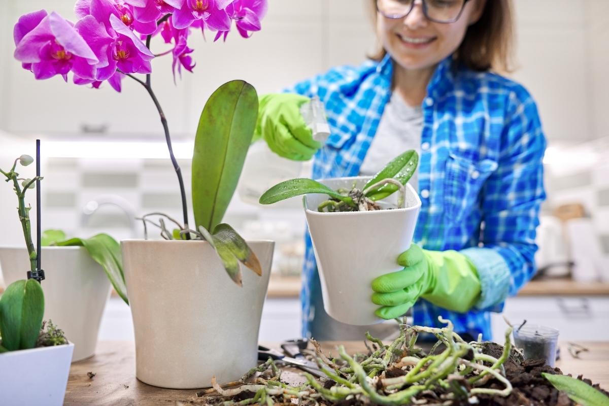 Cultivar orquídeas