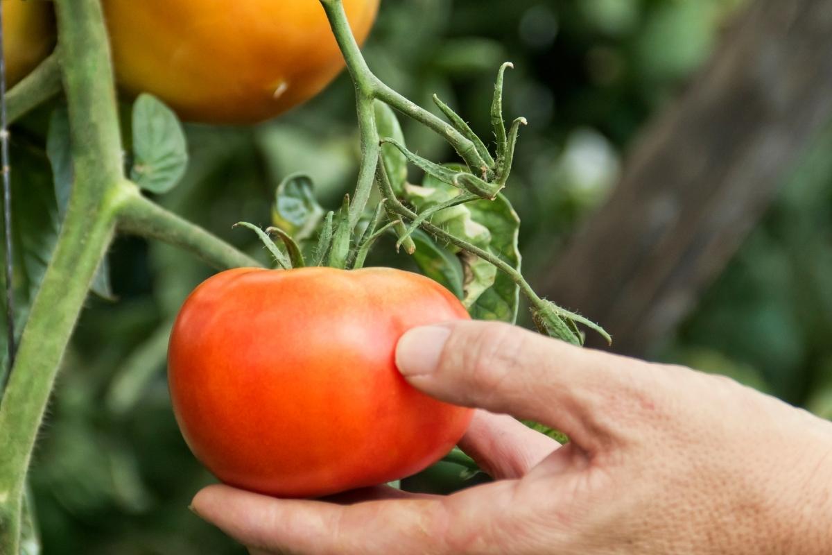 cultivar tomates para produzir muitos frutos saborosos