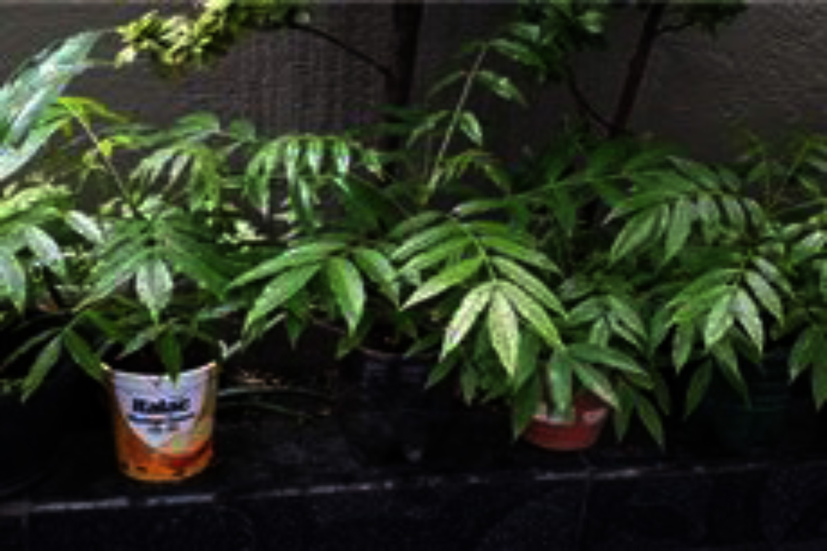 Cajarana é típica do Nordeste e dá um suco delicios Reprodução Canva Pró