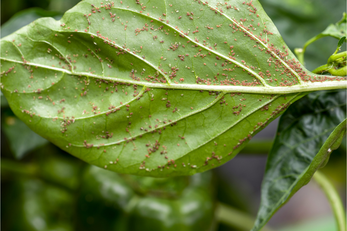 Como tratar folha enrugada de limoeiro e na laranjeira Reprodução Canva Pró