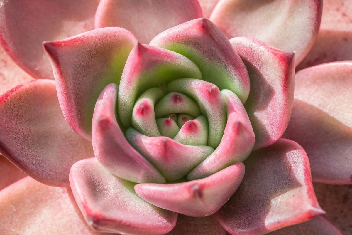 echeveria encher de broto