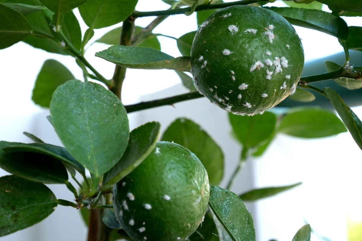 Eliminar as cochonilhas do seu jardim