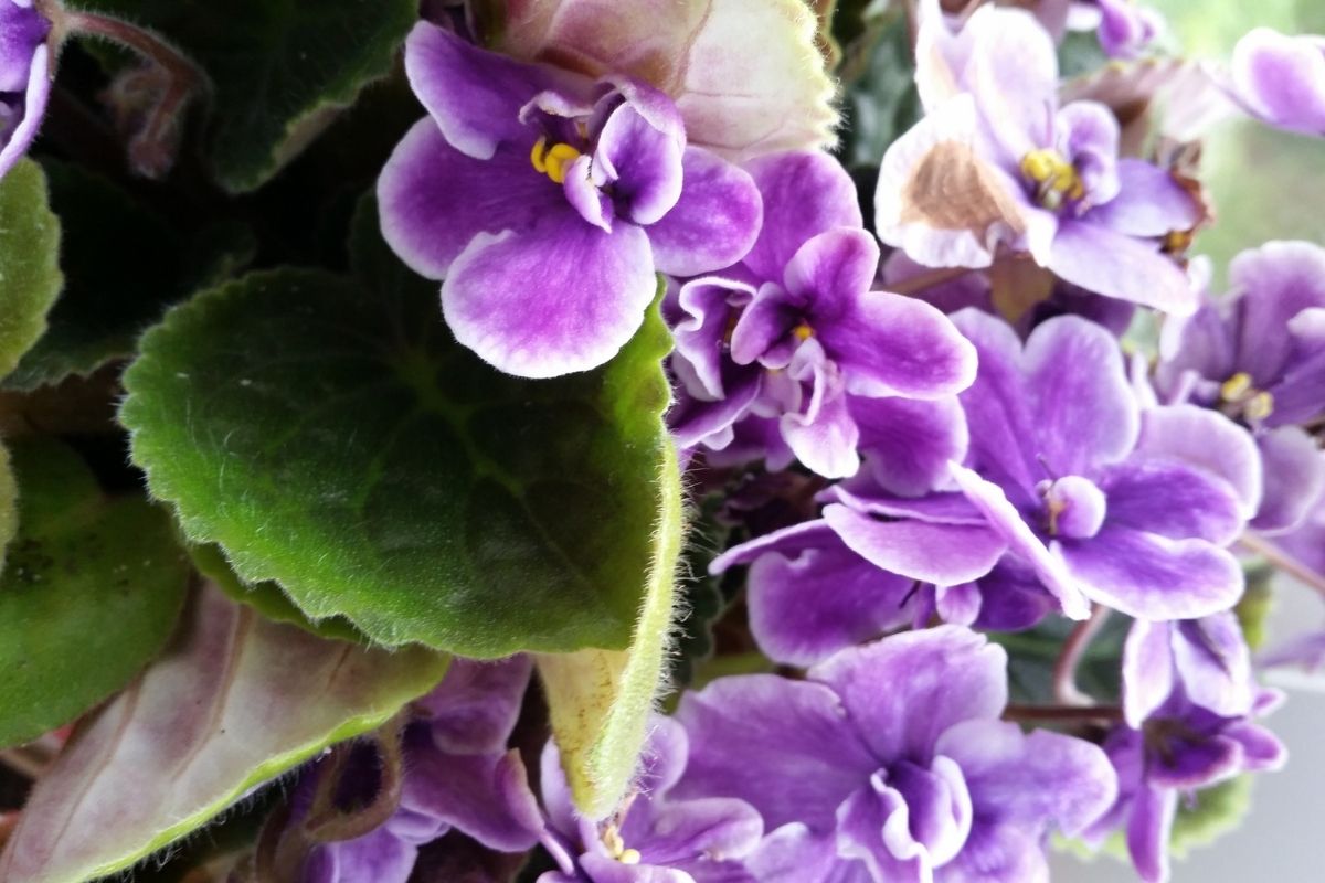 Encher a violeta de flores