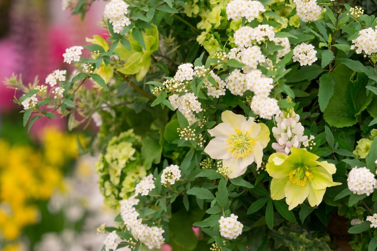 Flores para fazer arranjos naturais