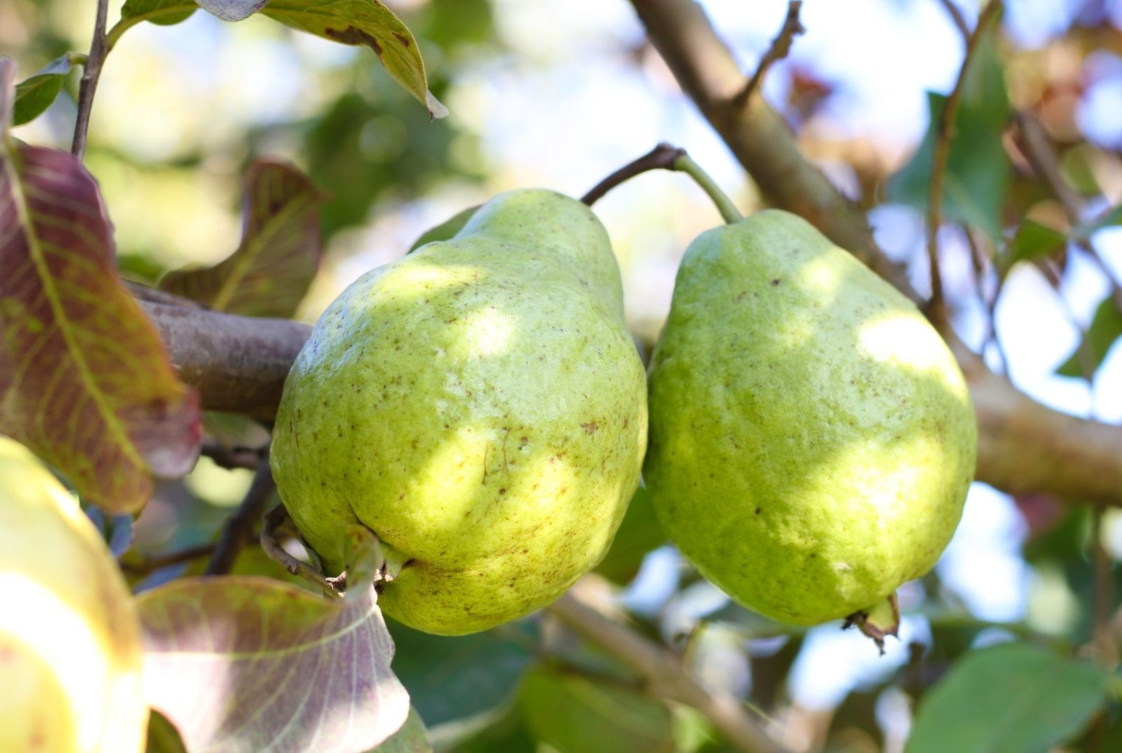 Como cultivar Goiabas em vasos: veja dicas de ouro e tenha essa delícia em casa