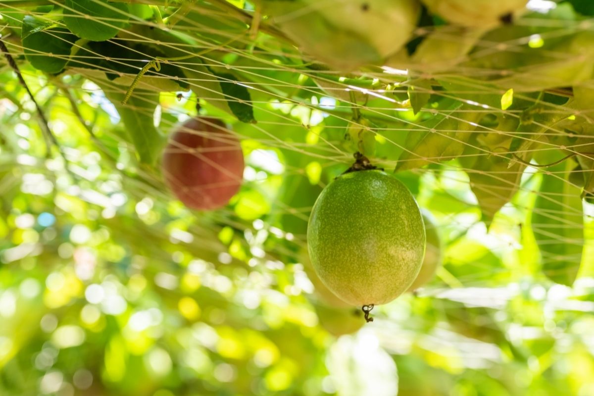 Como fazer a polinização do maracujá