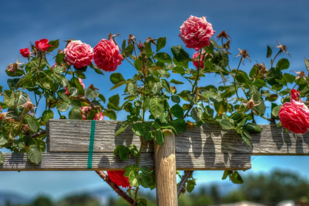 Mudas de rosas por estacas