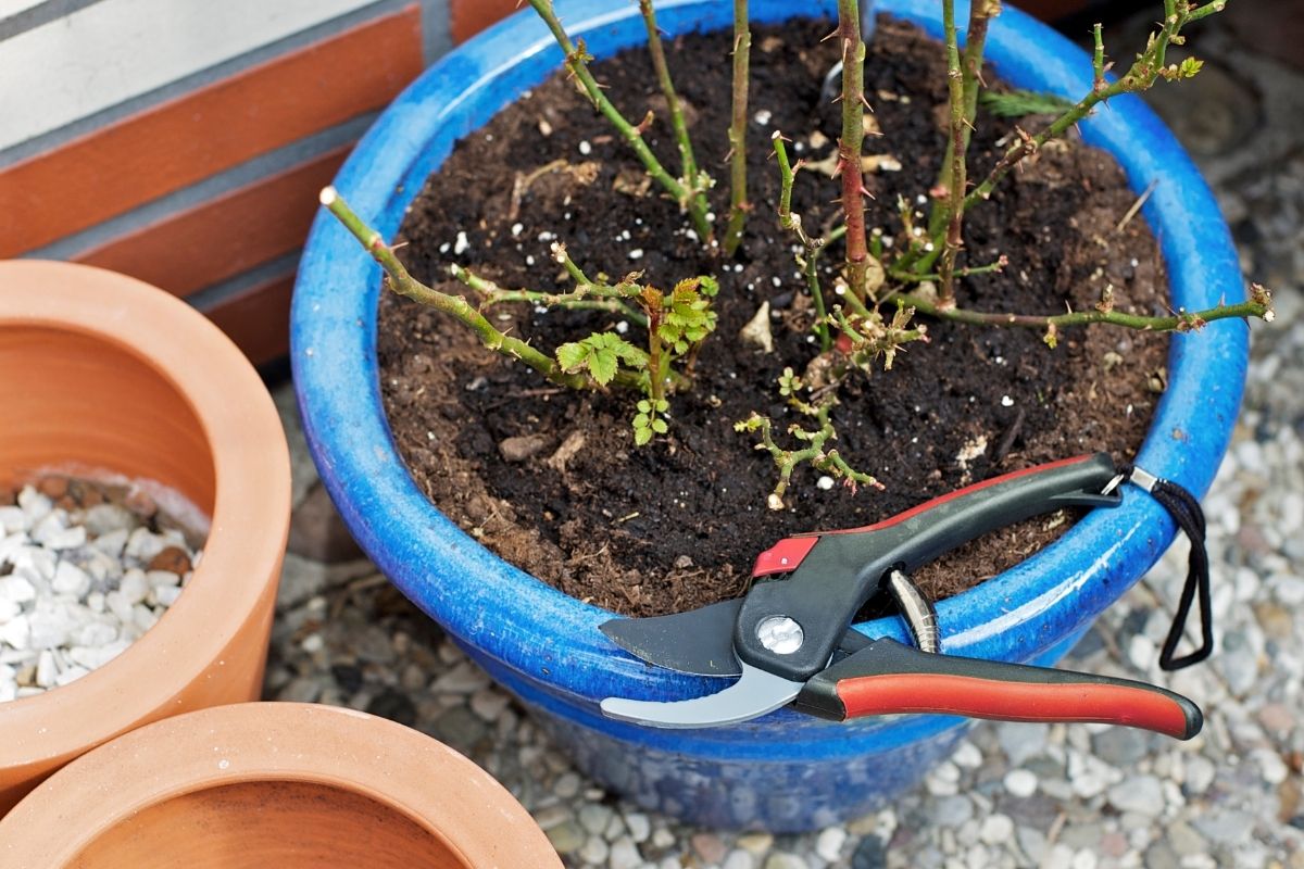 Mudas de rosas por estacas