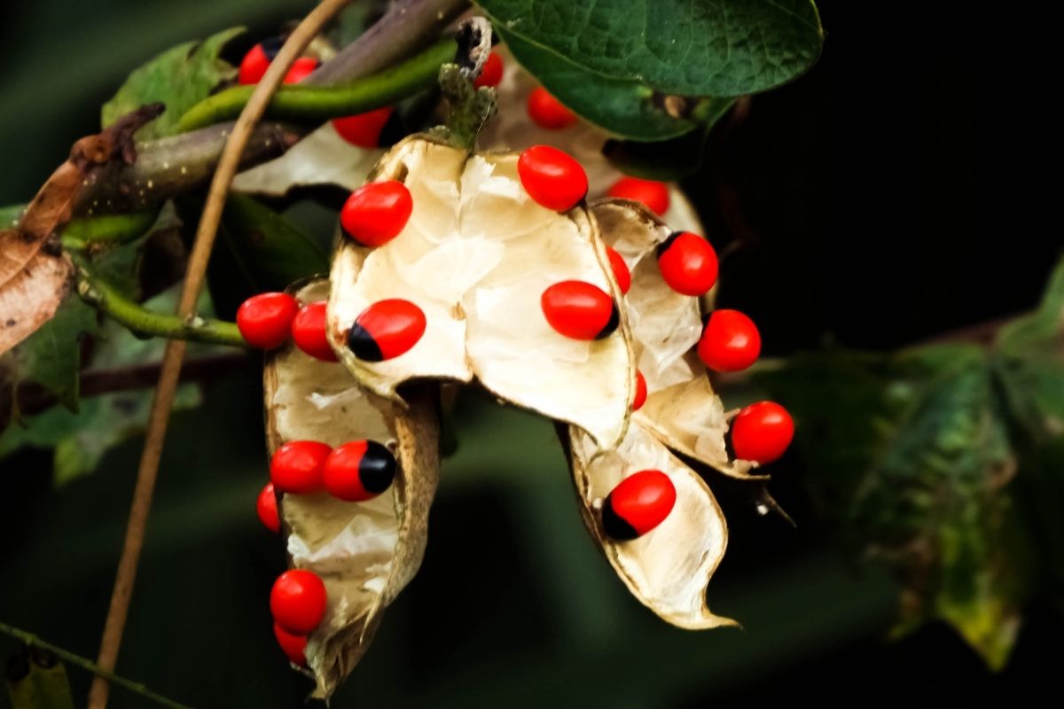 Não se engane! Essas lindas frutinhas são venenosas e podem fazer muito mal a sua saúde!