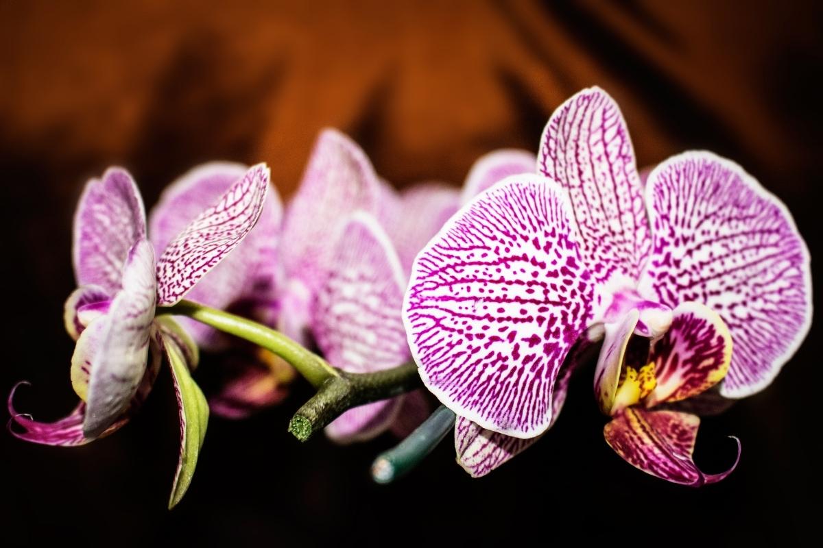 orquídeas mais fáceis de serem cuidadas