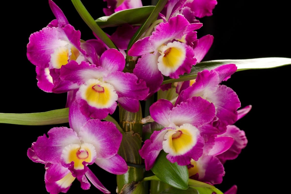 orquídeas mais fáceis de serem cuidadas