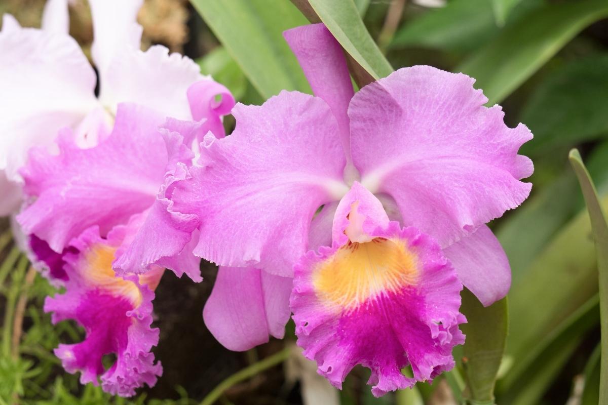 orquídeas mais fáceis de serem cuidadas