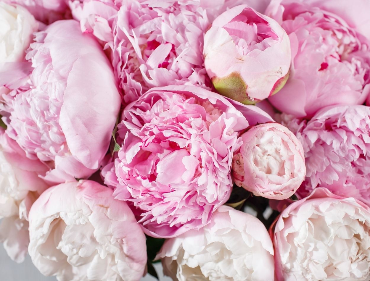 Folhagens resistentes à geada