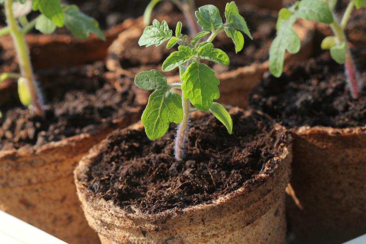 Planta precisa mudar de vaso