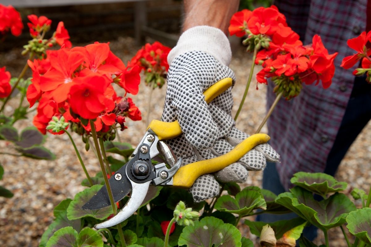 podar as plantas - Reprodução Canva