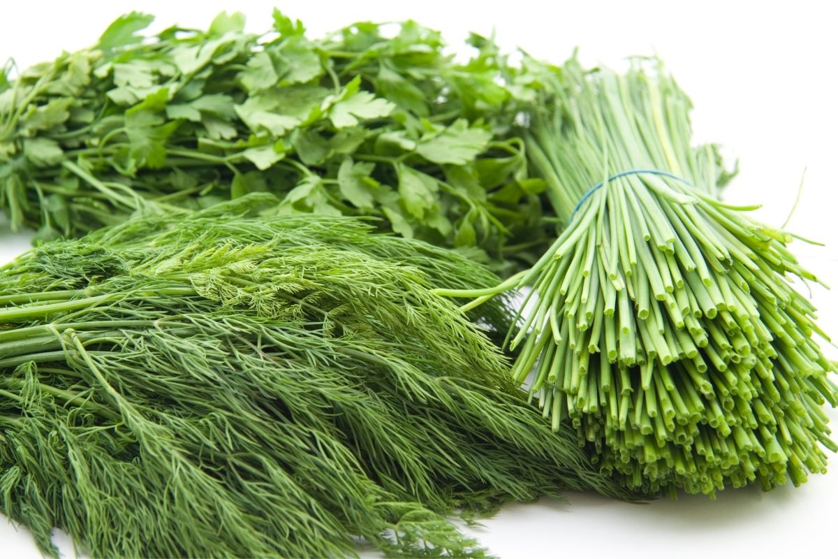 Pode plantar salsinha e cebolinha no mesmo vaso