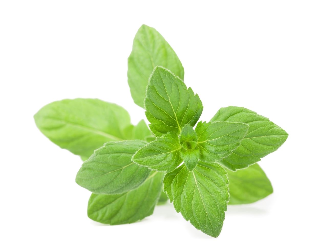 Aprenda a cultivar poejo de uma forma muito simples e que dá certo