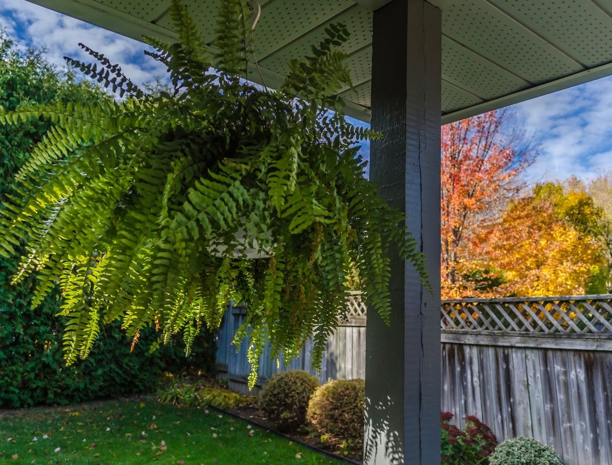 Aprenda a fazer misturinha bomba para samambaias e deixe-as exuberantes