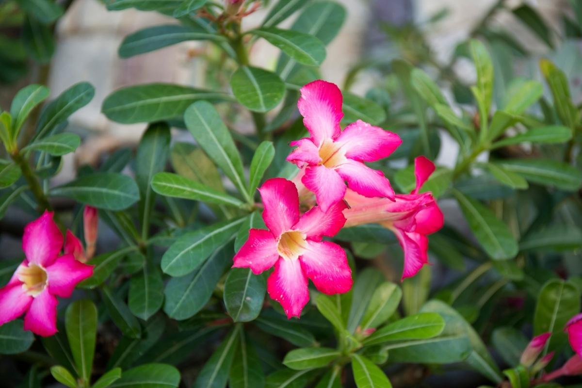 Rosa do deserto dar sementes