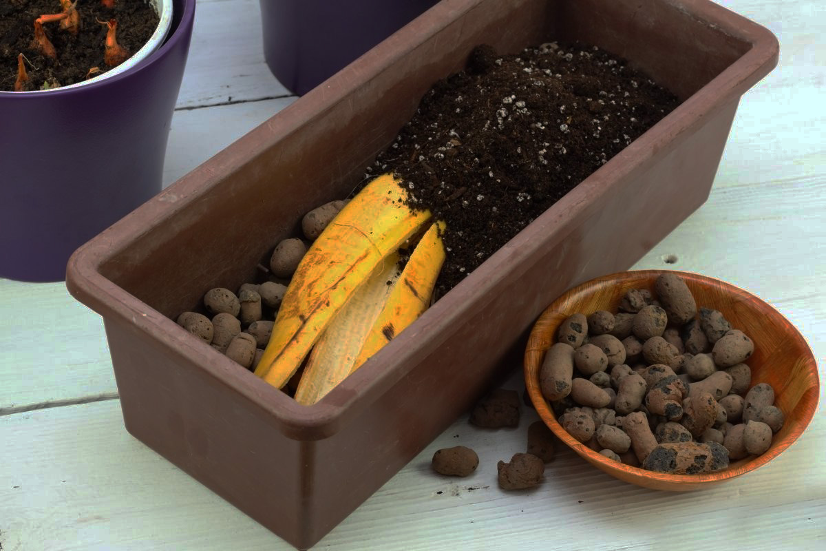 Como fazer um fertilizante simples, barato e eficaz usando casca de banana Reprodução Canva Pró