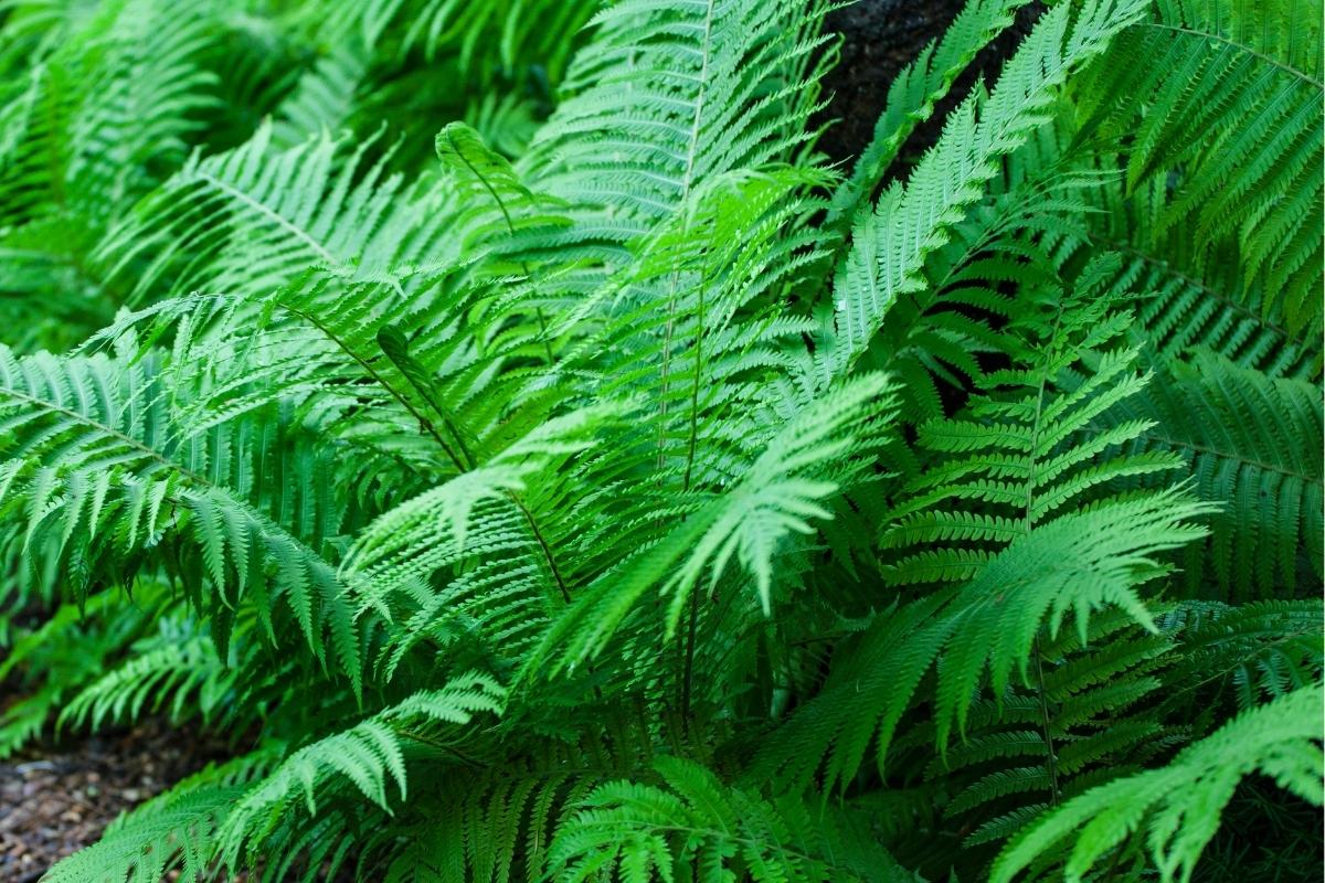 Samambaia explodir em folhas