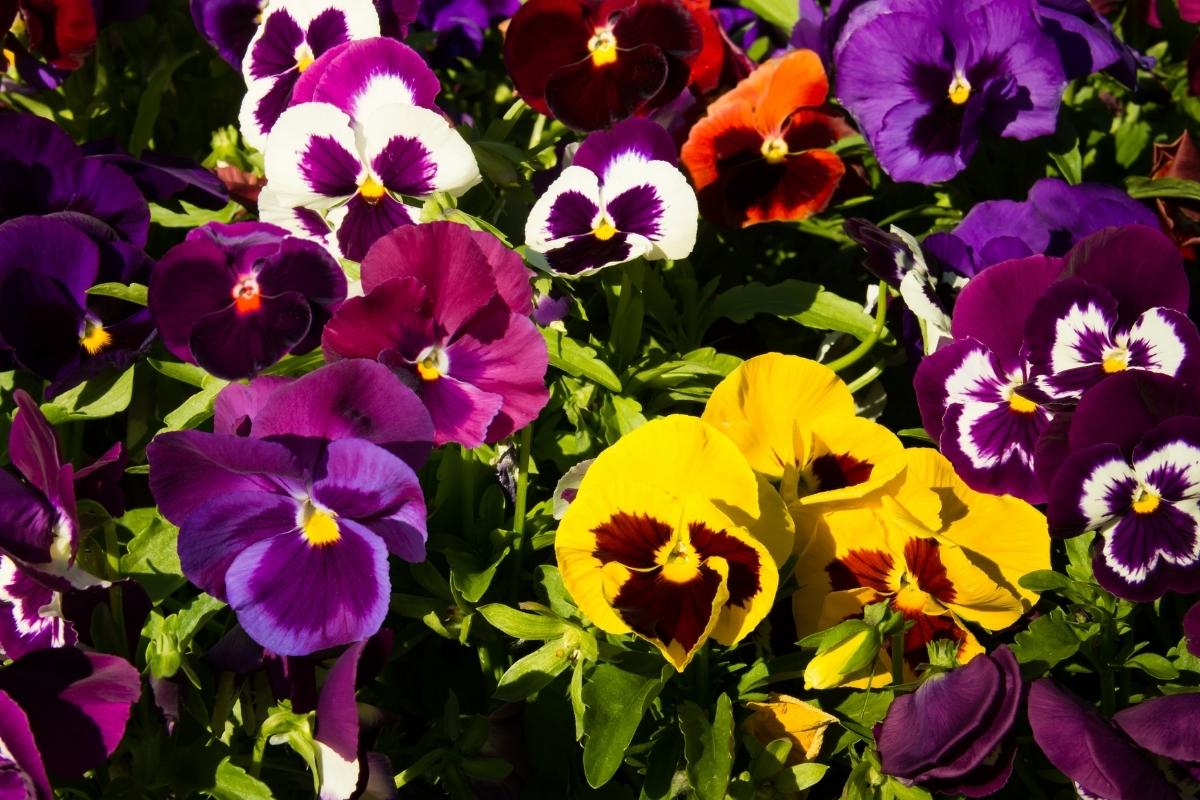 Quanto tempo demora para florescer o amor perfeito