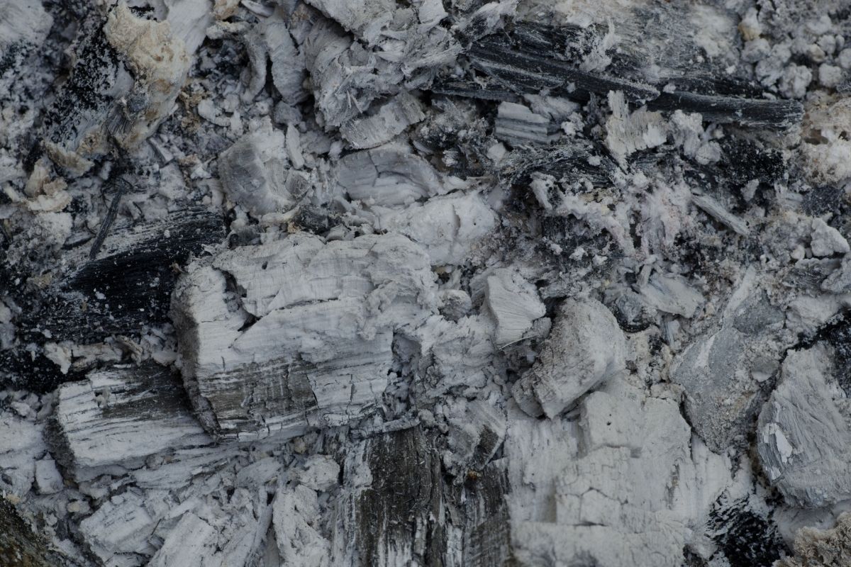 4 misturinhas para eliminar caramujo africano