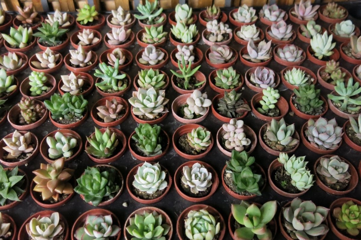 5 cuidados essenciais para suas suculentas durarem muito tempo