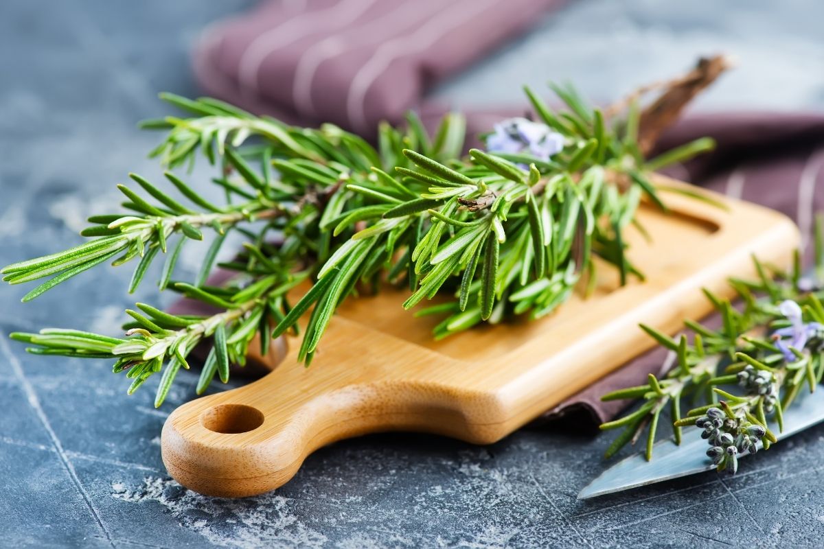 5 flores que amam o inverno