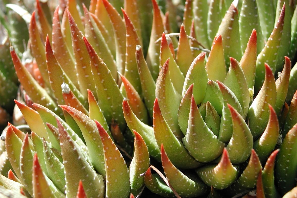 5 suculentas que não devem ser cultivadas no sol