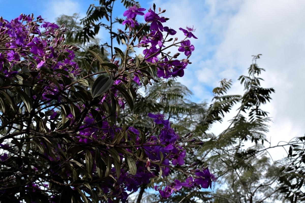 Calçada florida: confira 3 árvores com flores para decorar a frente da sua casa
