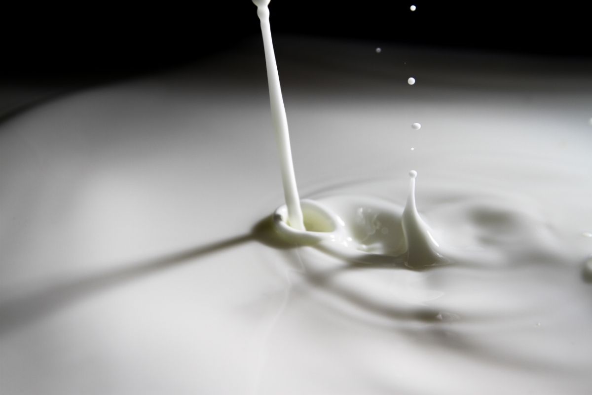 Guia completo sobre como cuidar de uma samambaia4