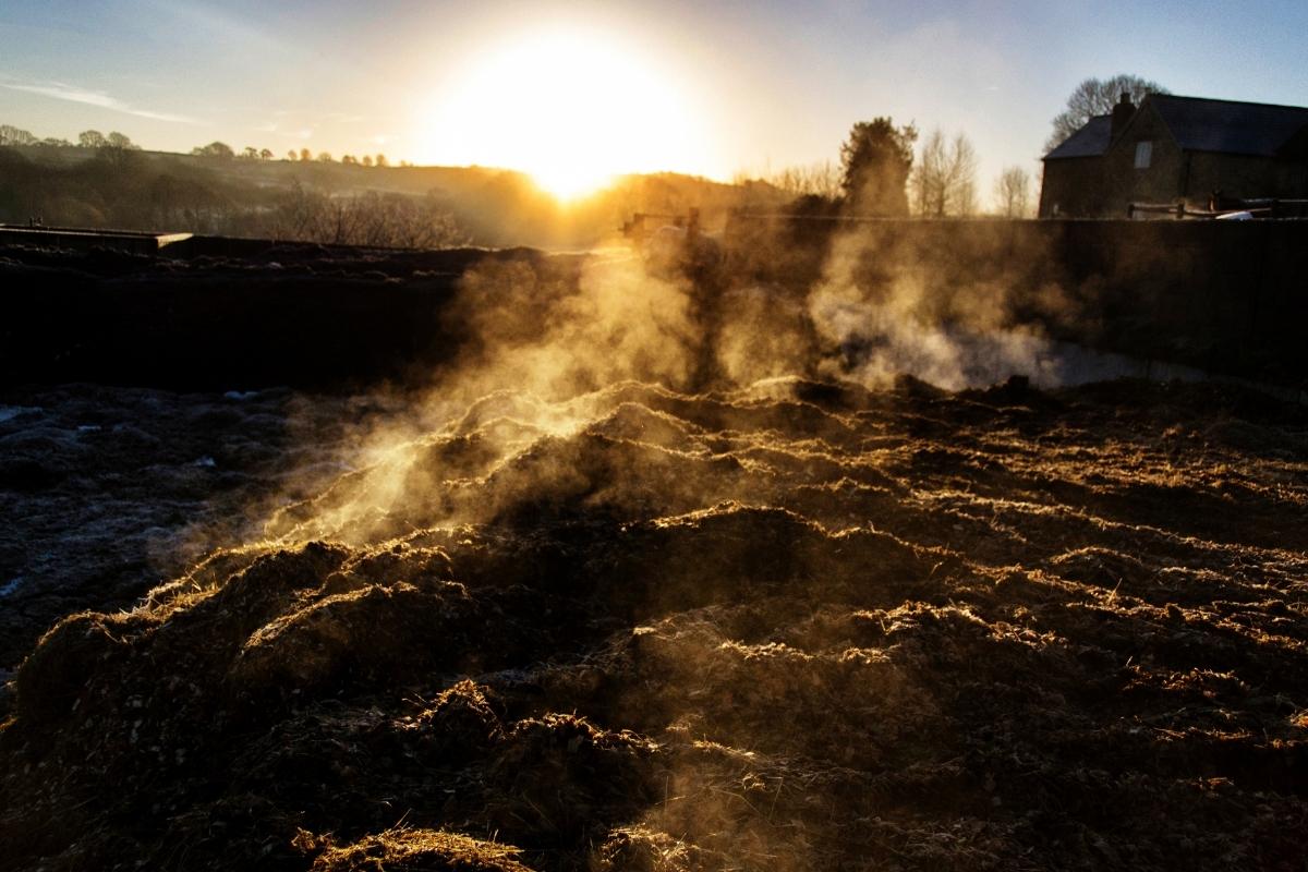 Como adubar a terra com esterco corretamente? Confira aqui dicas importantes