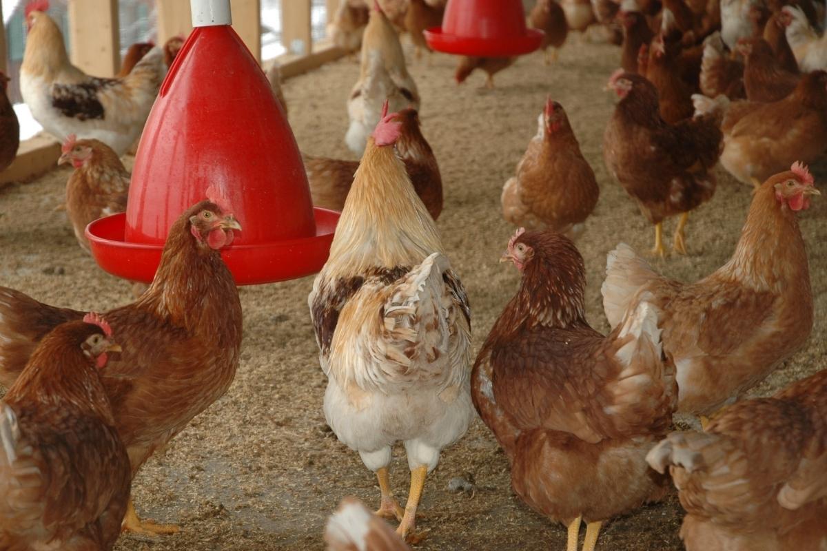 Como adubar a terra usando cama de frango? Saiba agora mesmo e conheça os benefícios