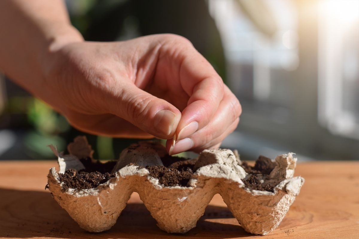 Como fazer uma sementeira em caixa de ovo - Reprodução Canva Como fazer uma sementeira em caixa de ovo