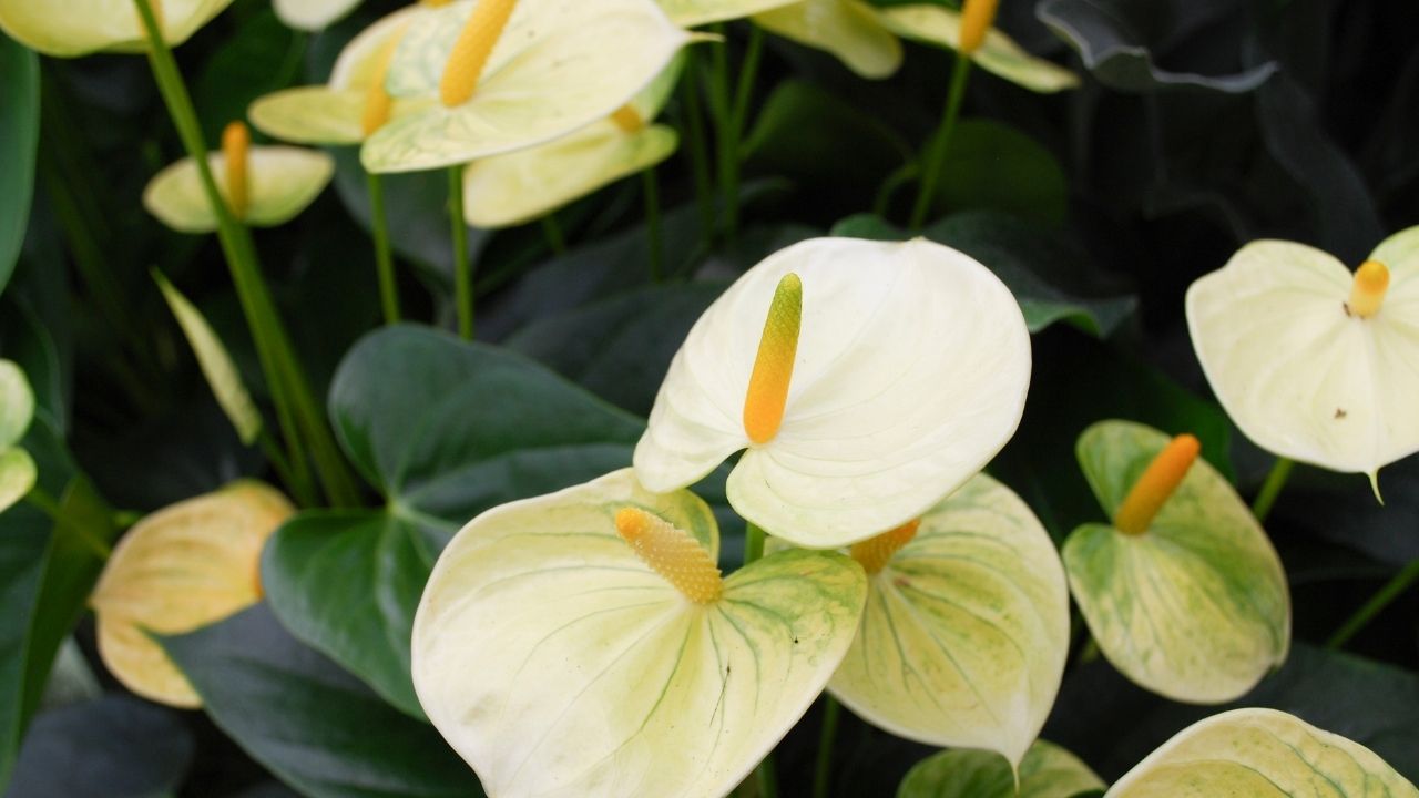 Como plantar antúrios e os ter floridos sempre