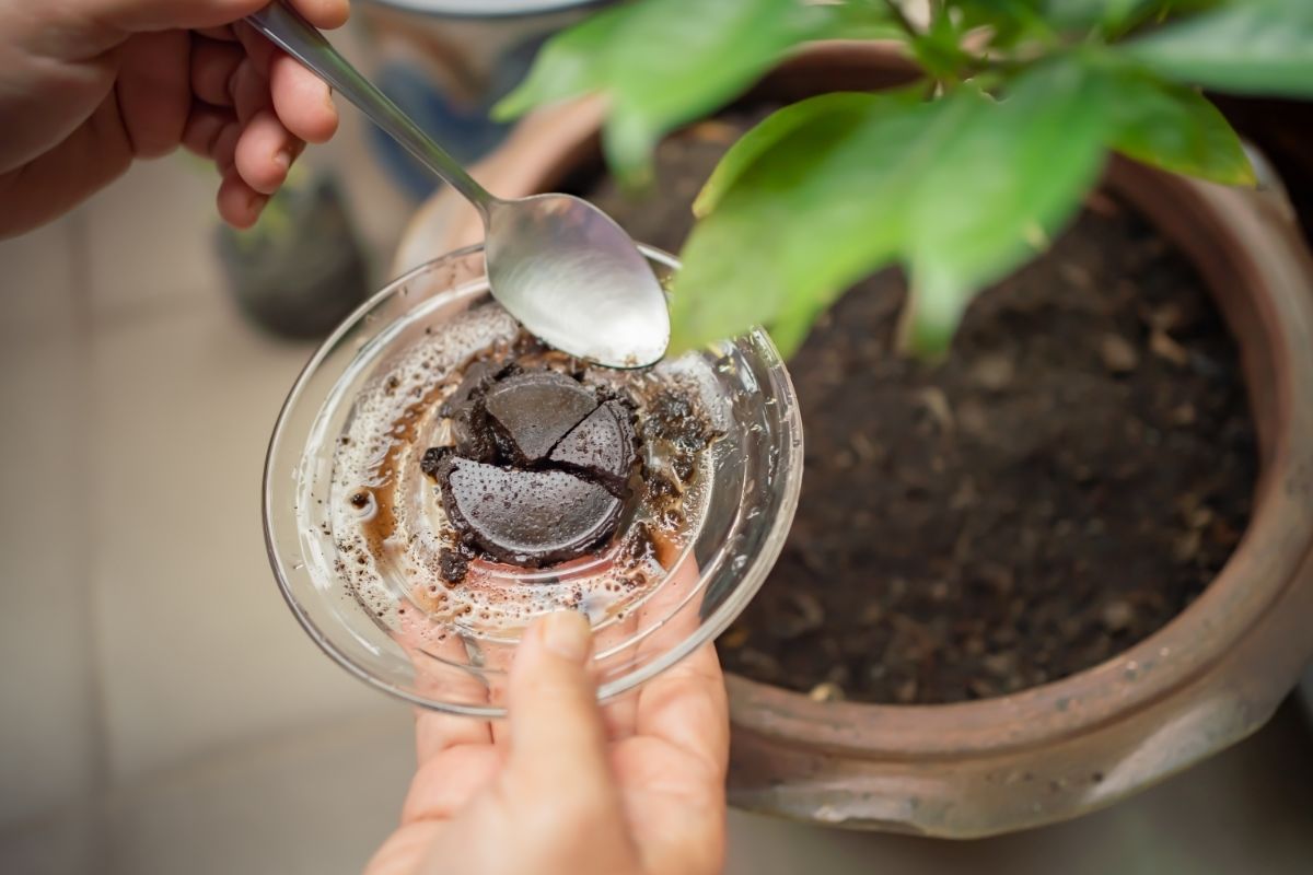 Borra de café; como fazer um adubo bomba para as suas plantas-foto Canva Pró