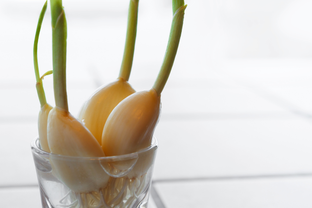 Cómo plantar semillas de ajo en un florero
